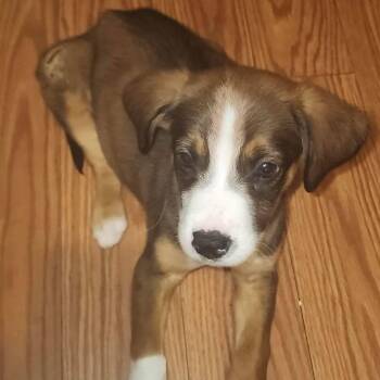 Carter -  Border Collie and Mixed Breed Dog for Adoption in Overland Park, Kansas - Carter | PetCurious