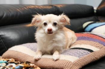 BLOSSOM--NOT AVAILABLE FOR ADOPTION -  Chihuahua Dog for Adoption in Toronto, Ontario - BLOSSOM--NOT AVAILABLE FOR ADOPTION | PetCurious