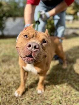 Rescue Mixed Breed Dogs for Adoption in Atlanta, Georgia - Scuttle | PetCurious