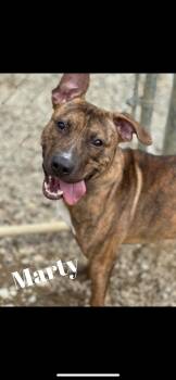 Rescue Terrier Dogs for Adoption in Warren, Ohio - Marty | PetCurious