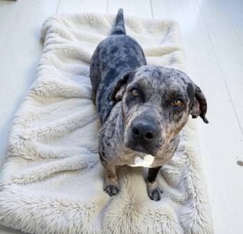 Pit Bull Terrier and Catahoula Leopard Dog Dogs Available for Adoption in Alvin, Texas - Genesis | PetCurious