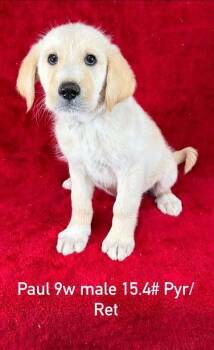 Great Pyrenees and Retriever Dogs Available for Adoption in Brewster, New York - Paul (P Puppies) | PetCurious