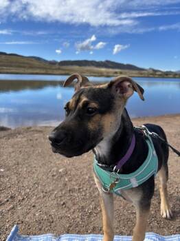 Rescue Shepherd Dogs for Adoption in Broomfield, Colorado - FIONA | PetCurious