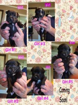 Mixed Breed Dogs Available for Adoption - Puppies | PetCurious