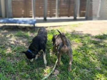 Dior -  American Bulldog and Mixed Breed Dog for Adoption in Gainesville, Florida - Dior | PetCurious
