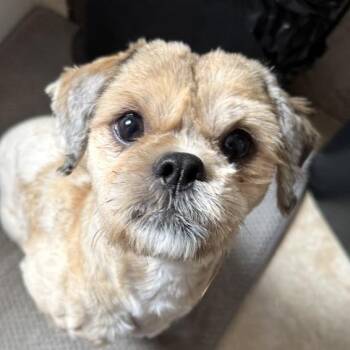 Shih Tzu Dogs Available for Adoption - Jimmy | PetCurious