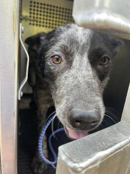 Bandit -  Mixed Breed and Australian Cattle Dog Blue Heeler Dog for Adoption in Austin, Texas - Bandit | PetCurious