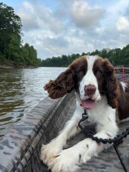 Kal. (Video- So Affectionate) -  English Springer Spaniel Dog for Adoption in Mobile, Alabama - Kal. (Video- So Affectionate) | PetCurious
