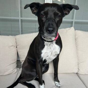Terrier Dogs Available for Adoption in Dallas, Texas - Cali | PetCurious