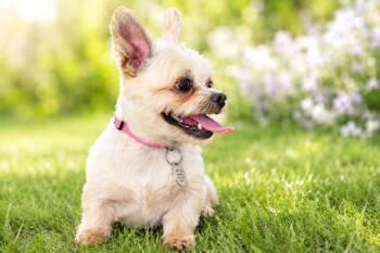 Chandler -  Shorkie Dog for Adoption in Rockville, Maryland - Chandler | PetCurious