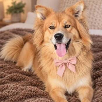 Sadie -  Chow Chow and Labrador Retriever Dog for Adoption in Crosby, Texas - Sadie | PetCurious