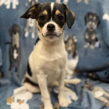 Terrier Dogs Available for Adoption in Greensburg, Pennsylvania - Nelly | PetCurious