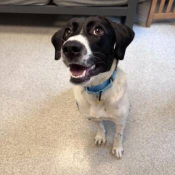 Molly -  Mixed Breed Dog for Adoption in Lansing, Michigan - Molly | PetCurious
