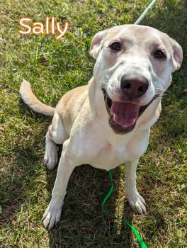 Rescue Labrador Retriever Dogs for Adoption in Valparaiso, Indiana - Sally | PetCurious