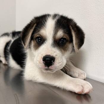 Shepherd and Husky Dogs Available for Adoption in Edinburg, Texas - Jarod | PetCurious