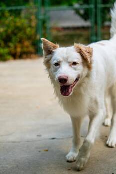 Vinny -  Australian Shepherd Dog for Adoption in Morgantown, West Virginia - Vinny | PetCurious