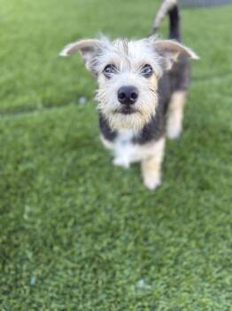 Rescue Yorkie Poo and Miniature Schnauzer Dogs for Adoption in San Antonio, Texas - Reef | PetCurious