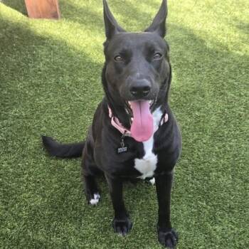 Brazil -  Shepherd and Mixed Breed Dog for Adoption in Houston, Texas - Brazil | PetCurious