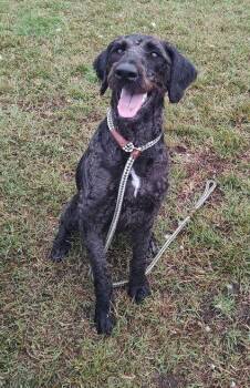 Remy -  Labradoodle Dog for Adoption in Middle Township, New Jersey - Remy | PetCurious