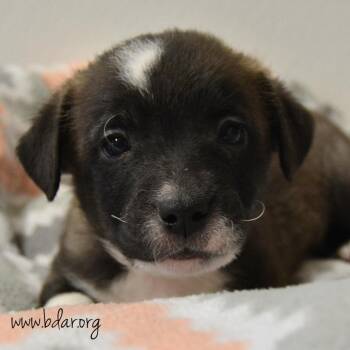 Enchilada -  Chihuahua and Mixed Breed Dog for Adoption in Cheyenne, Wyoming - Enchilada | PetCurious