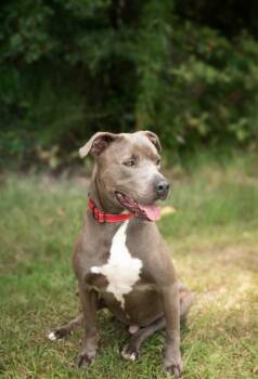 Rescue Pit Bull Terrier and Mixed Breed Dogs for Adoption in Saint Francisville, Louisiana - Stanley | PetCurious