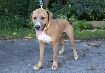Jagger -  Mixed Breed Dog for Adoption in West Chester, Pennsylvania - Jagger | PetCurious
