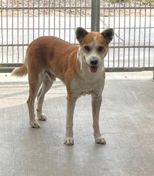 Rescue Basenji and Mixed Breed Dogs for Adoption in Camarillo, California - SCOUT | PetCurious