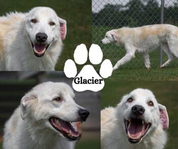 Glacier -  Great Pyrenees and Collie Dog for Adoption in Winchester, Kentucky - Glacier | PetCurious