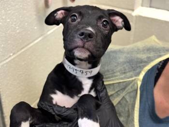 CETUS -  Pit Bull Terrier Dog for Adoption in Pueblo, Colorado - CETUS | PetCurious