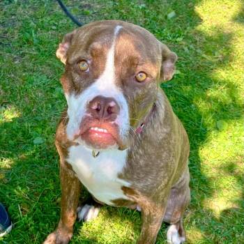 Rescue Pit Bull Terrier Dogs for Adoption in Riverwoods, Illinois - Jackie | PetCurious