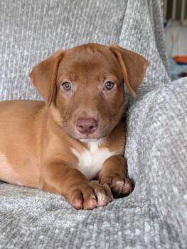Ginger -  Labrador Retriever and Hound Dog for Adoption in Baton Rouge, Louisiana - Ginger | PetCurious