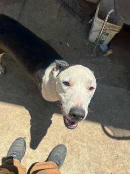 Brazuca -  Pit Bull Terrier Dog for Adoption in California City, California - Brazuca | PetCurious