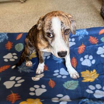 Bevo -  Terrier and Mixed Breed Dog for Adoption in Brownsboro, Alabama - Bevo | PetCurious
