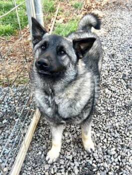 Norwegian Elkhound Dogs Available for Adoption in Mocksville, North Carolina - Lakey | PetCurious