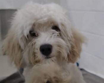 Maltese Dogs Available for Adoption in Olathe, Kansas - TILLIE | PetCurious