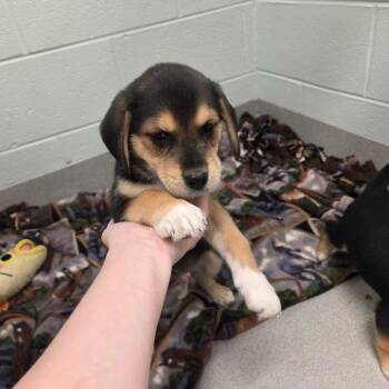 Mixed Breed Dogs Available for Adoption in Chattanooga, Tennessee - Joey | PetCurious