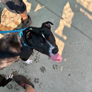 Rescue Pit Bull Terrier Dogs for Adoption in St. Louis, Missouri - Hogarth | PetCurious