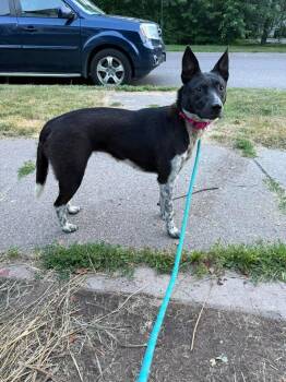 Eva -  Collie Dog for Adoption in Cloquet, Minnesota - Eva | PetCurious