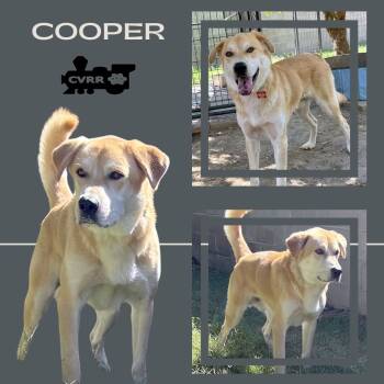Rescue Golden Retriever and Labrador Retriever Dogs for Adoption in Lindsay, California - Cooper | PetCurious
