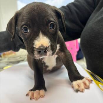 Mixed Breed Dogs Available for Adoption in Corpus Christi, Texas - Lucas | PetCurious