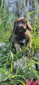 Labrador Retriever Dogs Available for Adoption in North Reading, Massachusetts - Mauro | PetCurious