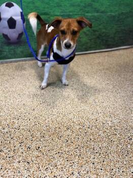 ROCKY -  Parson Russell Terrier and Mixed Breed Dog for Adoption in Doral, Florida - ROCKY | PetCurious