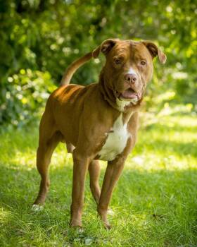 SANDSTORM (0020) -  Mixed Breed Dog for Adoption in Bridgeport, Connecticut - SANDSTORM (0020) | PetCurious