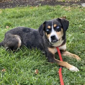 Rescue Cattle Dog Dogs for Adoption in Quakertown, Pennsylvania - Delilah | PetCurious