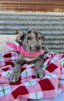 Rescue Great Dane and Black Labrador Retriever Dogs for Adoption in Mathis, Texas - Bonnie Blue | PetCurious