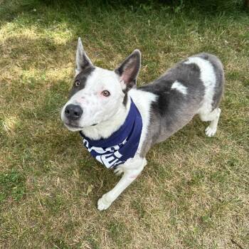 Phantom -  Border Collie and Husky Dog for Adoption in Logan, Utah - Phantom | PetCurious