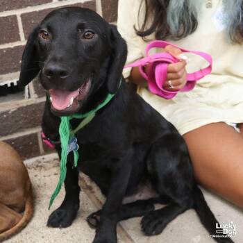 Sully -  Labrador Retriever Dog for Adoption in Washington, District Of Columbia - Sully | PetCurious