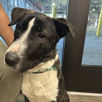 Terrier Dogs Available for Adoption - Braxton | PetCurious