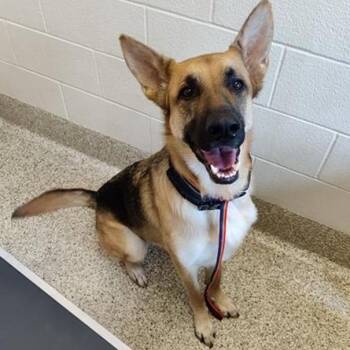 Rip -  German Shepherd Dog Dog for Adoption in Denver, Colorado - Rip | PetCurious