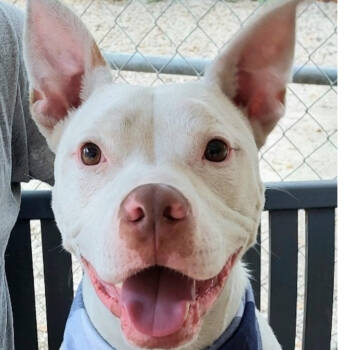 Rescue Pit Bull Terrier Dogs for Adoption in Decatur, Georgia - Beo | PetCurious